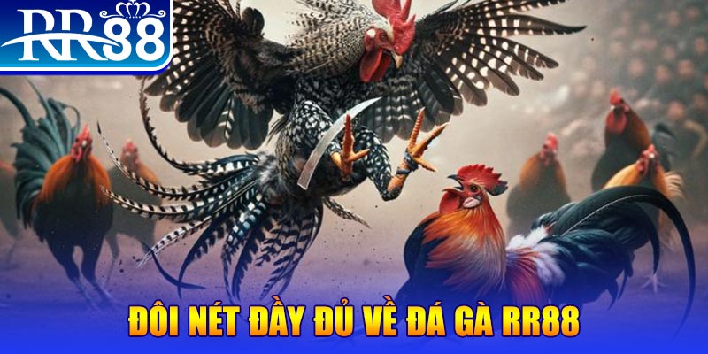 quat club gà chọi hoà phong