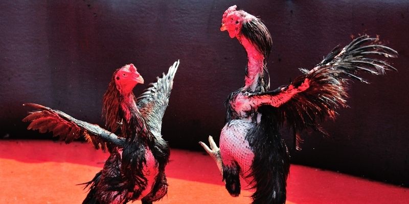 quat club bắn cá đổi thưởng